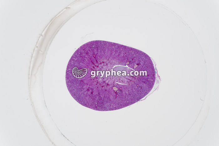 Rein Mammifère CT totale x3 - gryphea.com